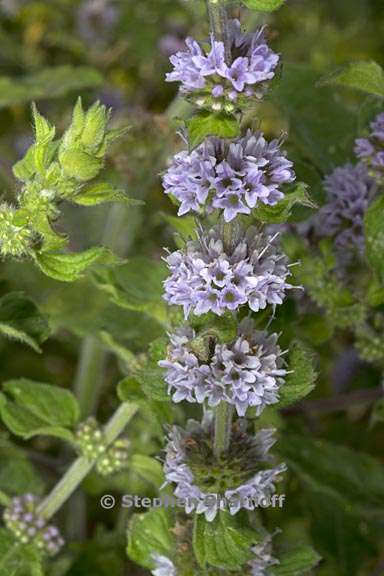 mentha haplocalyx 1 graphic